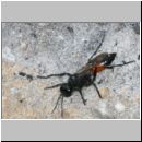 Podalonia hirsuta - Grabwespe w01 17mm Teverener Heinde.jpg